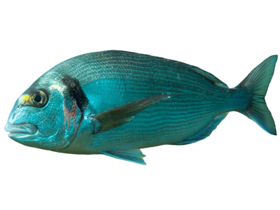 Dorada