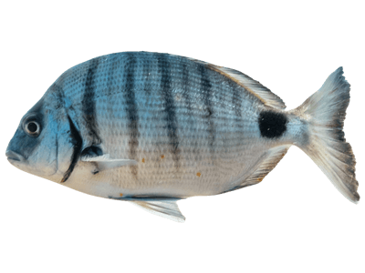 Sargo